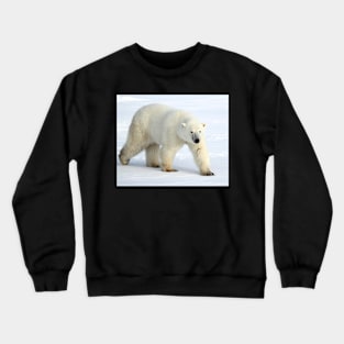 Large Male Polar Bear on the Tundra, Churchill, Canada Crewneck Sweatshirt